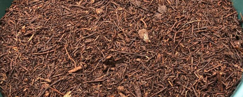 松针土不适合种哪些植物，不适合种石竹、玫瑰、天竺葵等