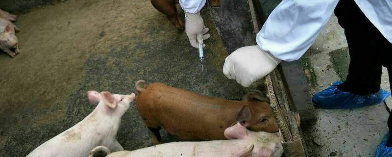 猪口蹄疫苗注射多少天后见效，14-15天后产生抗体