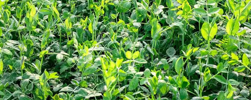 五月份能种豌豆吗，完全可以种植豌豆的