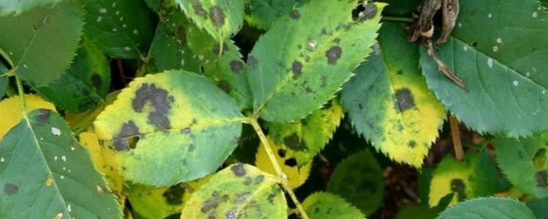 月季黑斑病能不能自愈，不可自愈