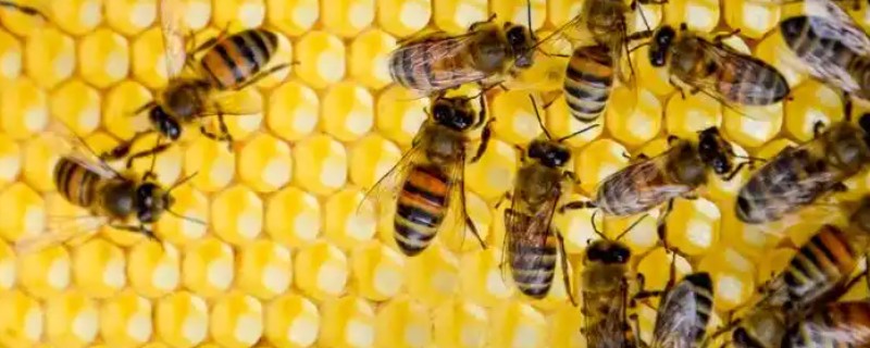 蜜蜂建好王台后过多久会封盖，所需时间一般为7-8天