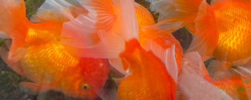 金鱼需要一直打氧吗，根据饲养密度而定