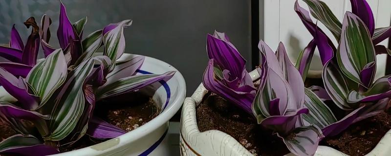 紫锦兰的养殖方法，生长期每隔半个月施一次有机肥