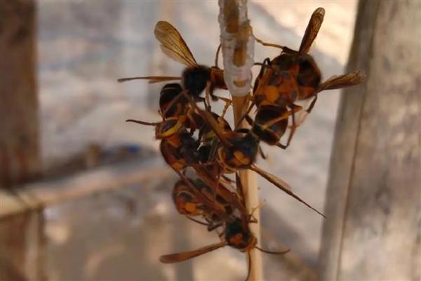 蜜蜂建好王台后过多久会封盖，所需时间一般为7-8天