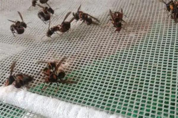 蜜蜂建好王台后过多久会封盖，所需时间一般为7-8天