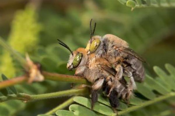 蜜蜂建好王台后过多久会封盖，所需时间一般为7-8天