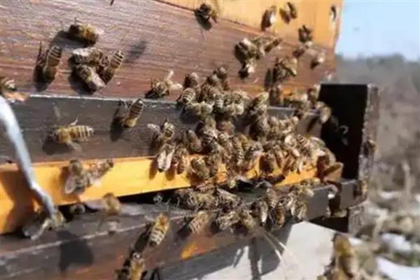 蜜蜂建好王台后过多久会封盖，所需时间一般为7-8天