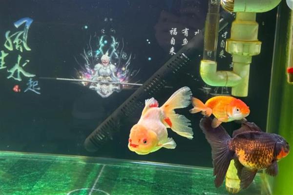 金鱼需要一直打氧吗,根据饲养密度而定