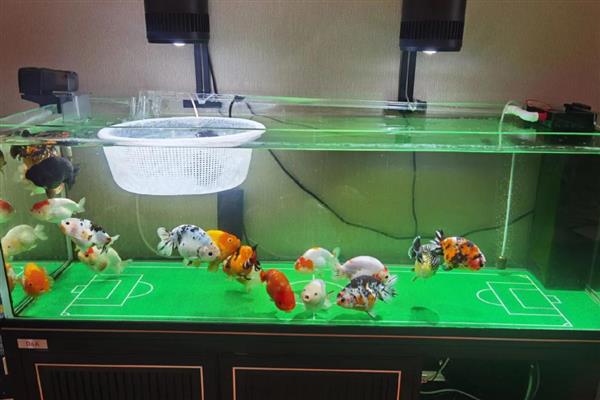 金鱼需要一直打氧吗,根据饲养密度而定