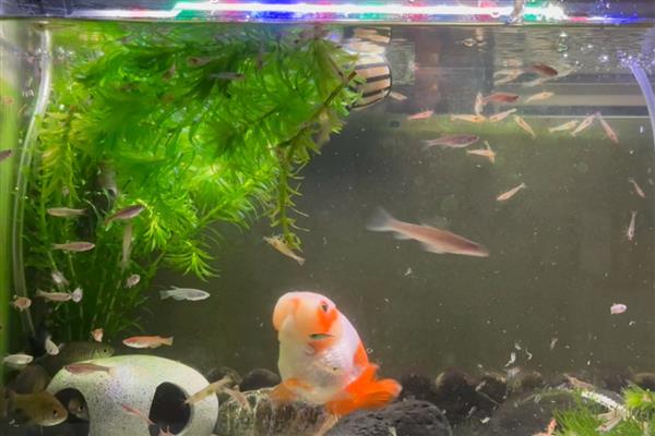 金鱼需要一直打氧吗,根据饲养密度而定