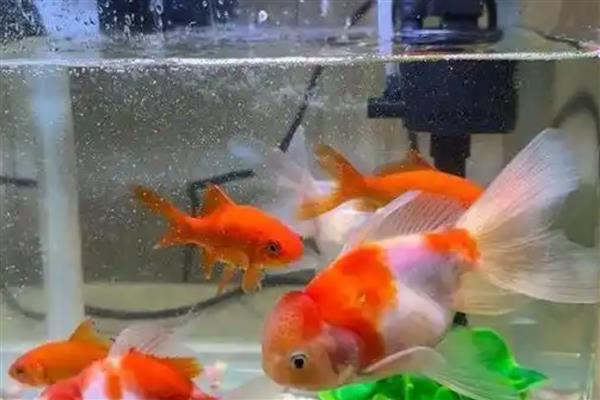 金鱼需要一直打氧吗,根据饲养密度而定