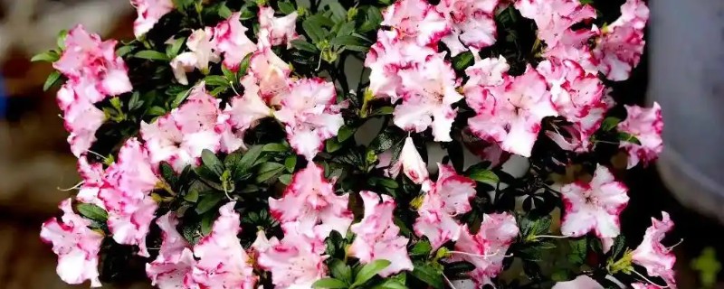 西玛杜鹃好不好养,是一种好养的植物