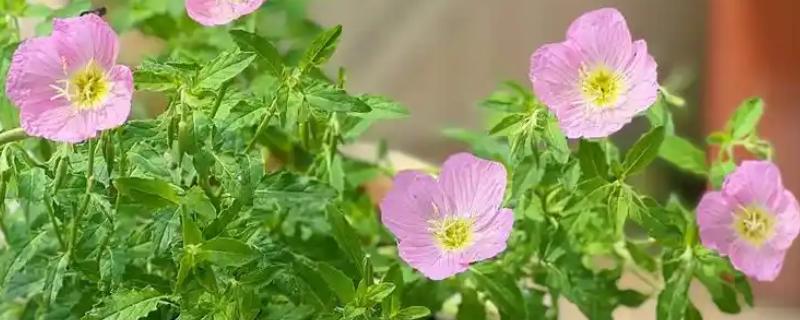 月见草是夜来香吗，月见草不是夜来香