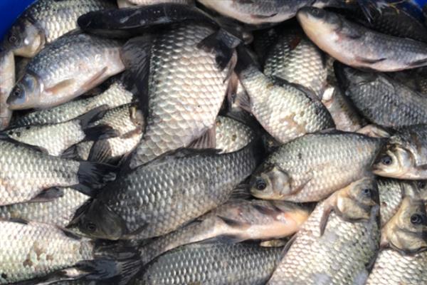 鲫鱼的繁殖能力强不强，繁殖能力较强