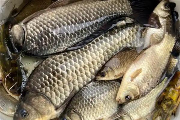 鲫鱼的繁殖能力强不强，繁殖能力较强