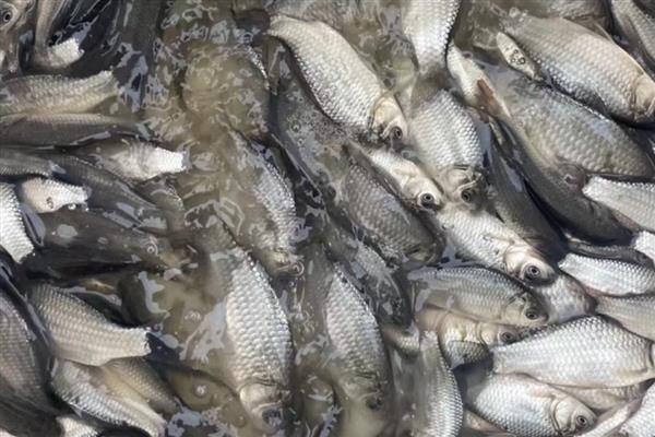 鲫鱼的繁殖能力强不强，繁殖能力较强