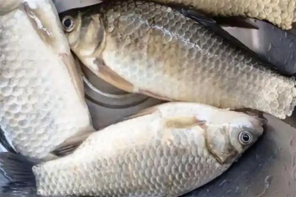 鲫鱼的繁殖能力强不强，繁殖能力较强