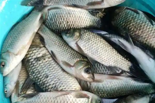 鲫鱼的繁殖能力强不强，繁殖能力较强