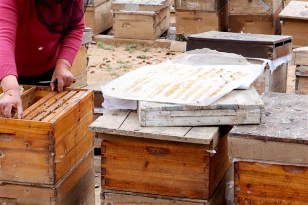 蜜蜂建好王台后过多久会封盖，所需时间一般为7-8天