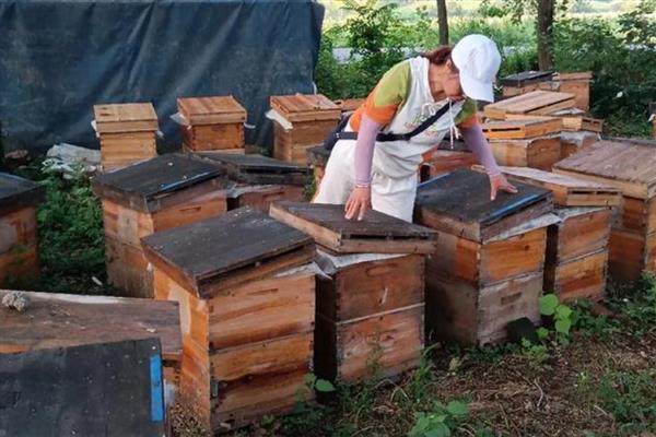 蜜蜂建好王台后过多久会封盖，所需时间一般为7-8天