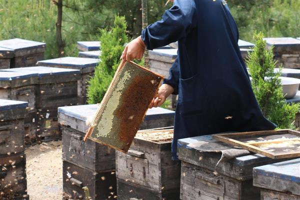 蜜蜂建好王台后过多久会封盖，所需时间一般为7-8天
