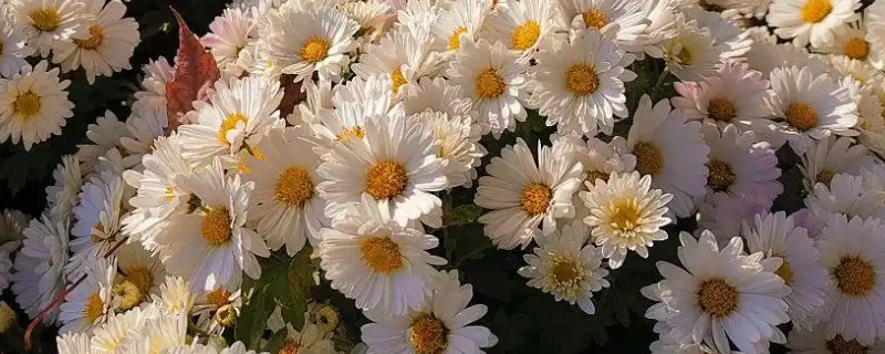 菊花的扦插方法，可以在四五月份时进行