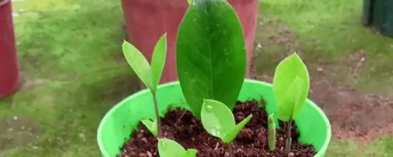 金钱树如何扦插,修剪过的枝条插在土壤中即可