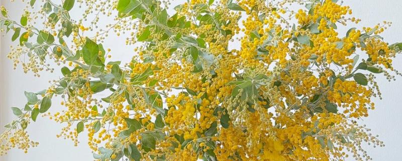 金合欢的寓意，寓意稍纵即逝的快乐等