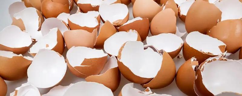 水肥发酵的种类，可以用蛋壳做水肥、淘米水做水肥等