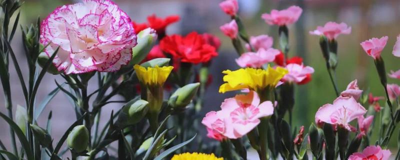 10支康乃馨的花语，花语是十全十美