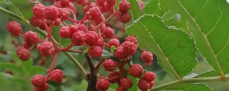 花椒如何种植，在8-9月份种植为佳