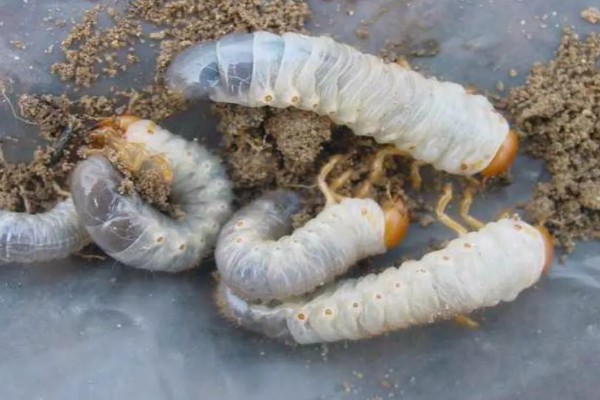 土蚕怎么杀死，通过除草的方法消灭