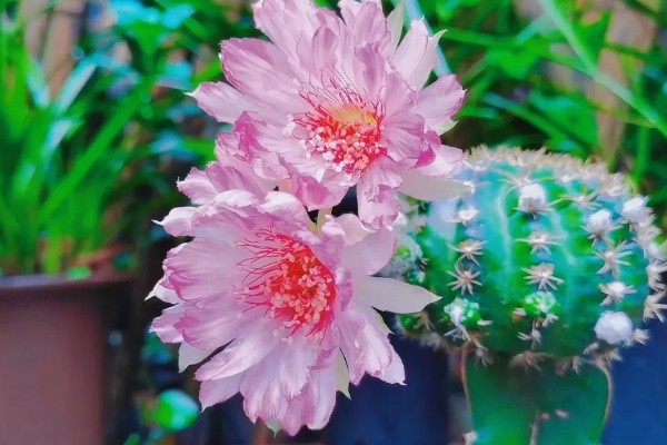 开花的整个过程，物质充足的情况下会长出花芽