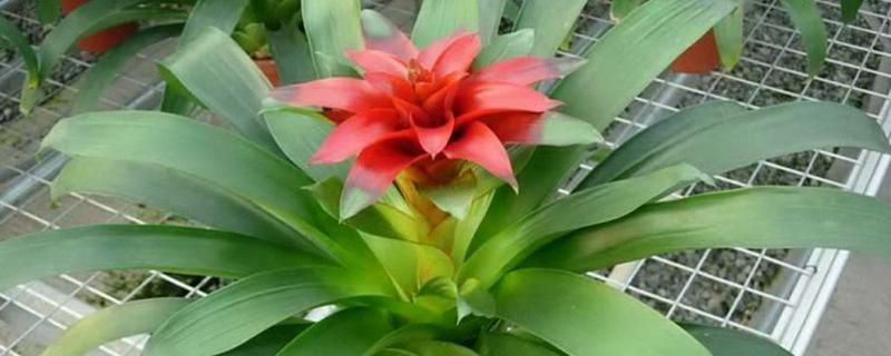 水塔花怎么修剪，要适当修剪枝条和叶子