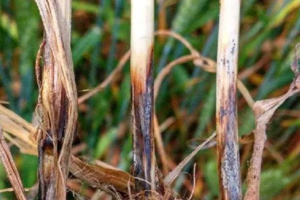小麦病虫害的种类，主要有以下4个种类