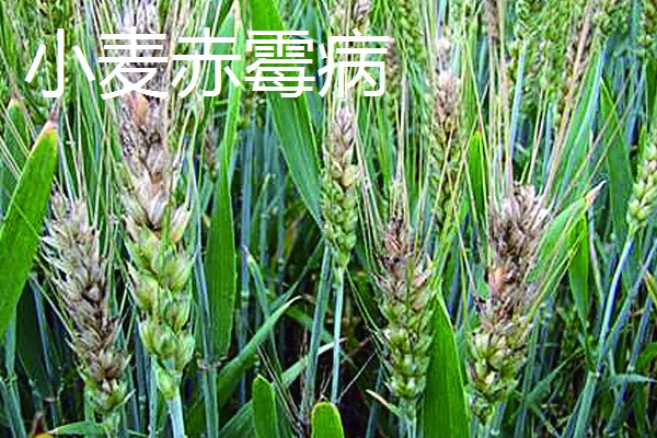 小麦病虫害的种类，主要有以下4个种类