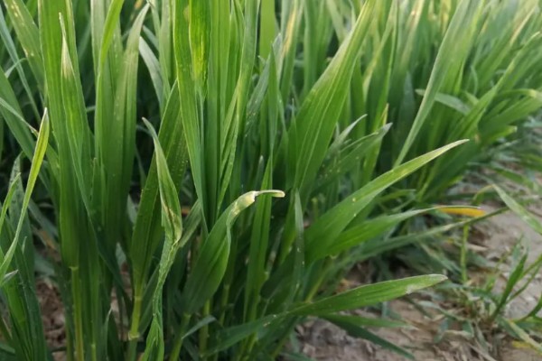 小麦病虫害的种类，主要有以下4个种类