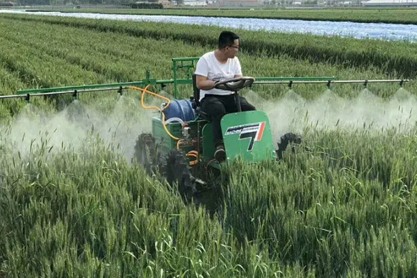 小麦病虫害的种类，主要有以下4个种类