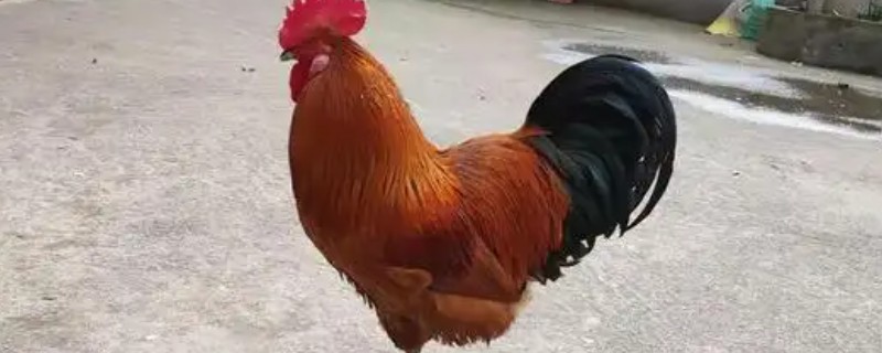 公鸡为什么要啄母鸡的背，是在进行交配