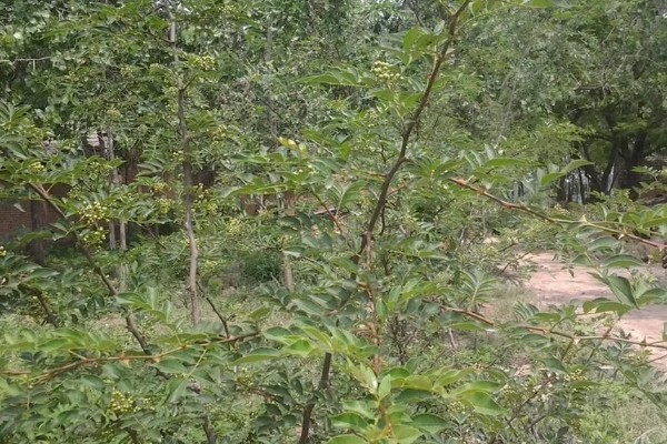 花椒如何种植，在8-9月份种植为佳