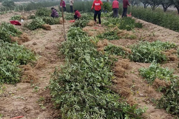 花椒如何种植，在8-9月份种植为佳