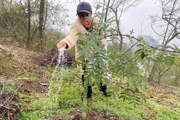 花椒如何种植，在8-9月份种植为佳