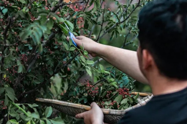 花椒如何种植，在8-9月份种植为佳