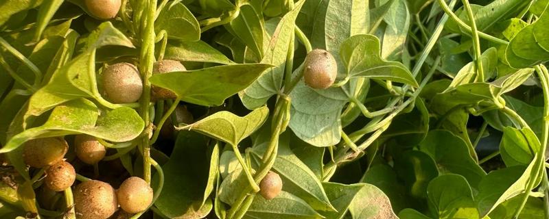 山药豆的种植方法，种植前需要选择种子品种