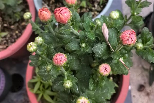 菊花的扦插方法，可以在四五月份时进行