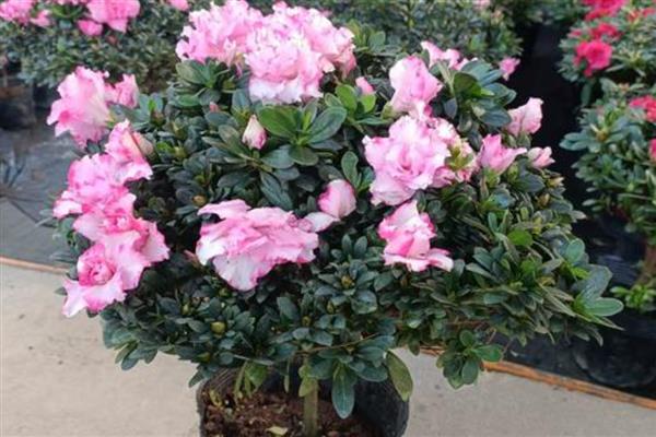 西玛杜鹃好不好养,是一种好养的植物