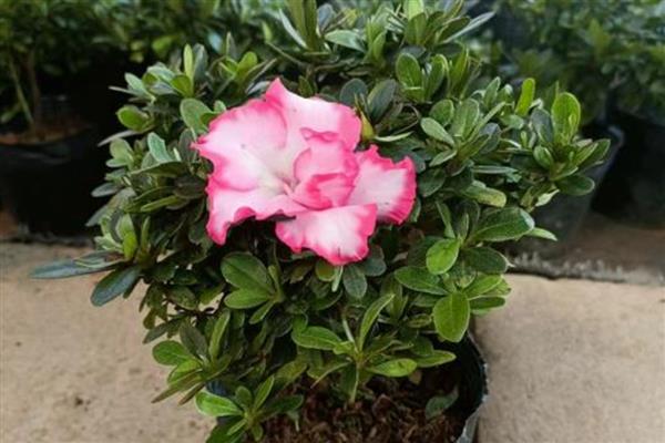 西玛杜鹃好不好养,是一种好养的植物