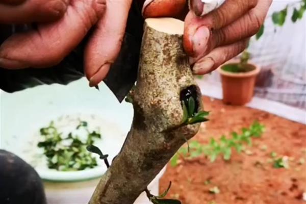 西玛杜鹃好不好养,是一种好养的植物