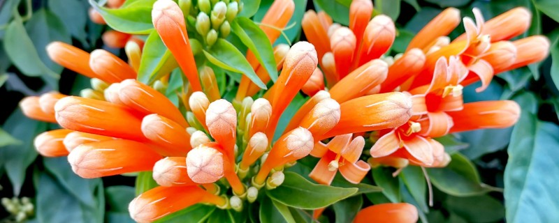爆竹花的养殖方法，生长期每个月追肥一次
