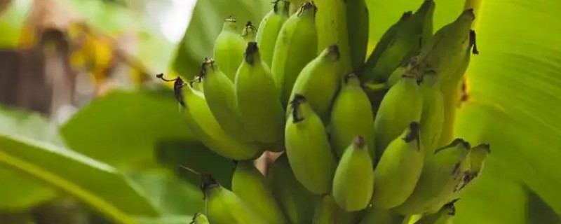 好吃的香蕉品种，有牙蕉、天宝蕉等